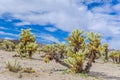 Cholla Cactus Garden