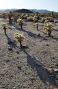 Cholla Cactus Garden, Joshua Tree National Park Royalty Free Stock Photo