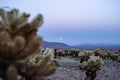 Cholla Cactus Garden in Joshua Tree National Park, at sunset, as the supermoon rises above the mountains Royalty Free Stock Photo