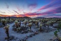 Cholla Cactus Garden in Joshua Tree National Park at sunset Royalty Free Stock Photo