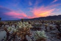 Cholla Cactus Garden in Joshua Tree National Park at sunset Royalty Free Stock Photo