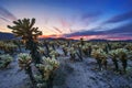 Cholla Cactus Garden in Joshua Tree National Park at sunset Royalty Free Stock Photo