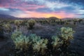 Cholla Cactus Garden in Joshua Tree National Park at sunset. In this national park the Mojave desert, California, USA Royalty Free Stock Photo