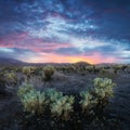 Cholla Cactus Garden in Joshua Tree National Park at sunset. In this national park the Mojave desert, California, USA Royalty Free Stock Photo