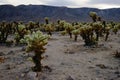 Cholla Cactus Garden, Joshua Tree National Park, USA Royalty Free Stock Photo