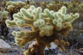 Cholla Cactus Garden, Joshua Tree National Park, USA Royalty Free Stock Photo