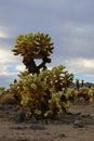 Cholla Cactus Garden, Joshua Tree National Park, USA Royalty Free Stock Photo