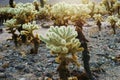 Cholla Cactus Garden, Joshua Tree National Park, USA Royalty Free Stock Photo