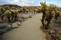 Cholla Cactus Garden, Joshua Tree National Park, USA Royalty Free Stock Photo