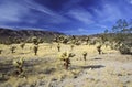 Cholla Cactus Garden in Mojave desert Royalty Free Stock Photo