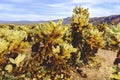 Cholla Cactus Garden near Joshua Tree National Park, California, USA. Royalty Free Stock Photo