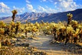 Cholla cactus garden near sunset, Joshua Tree National Park Royalty Free Stock Photo