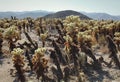 The Cholla Cactus Garden on a Sunny, Summer Afternoon at Joshua Tree National Park, California Royalty Free Stock Photo