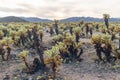 Cholla Cactus Garden at sunset, Joshua Tree, California