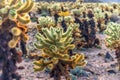 Cholla Cactus at sunset, Joshua Tree National Park, California