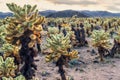 Cholla Cactus Garden at sunset, Joshua Tree National Park, CA Royalty Free Stock Photo