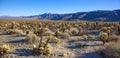 Cholla Cactus Garden Sunset Mojave Desert Joshua Tree Royalty Free Stock Photo