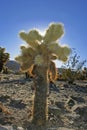 Cholla Cactus Garden Sunset Mojave Desert Joshua Tree Royalty Free Stock Photo