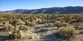 Cholla Cactus Garden Sunset Mojave Desert Joshua Tree NP Royalty Free Stock Photo