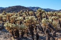 Cholla cactus garden trail in Joshua Tree National Park