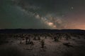 Cholla Cactus Garden under the Milky Way Galaxy Royalty Free Stock Photo