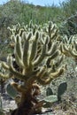 Cholla Cactus Growing Wild in the Desert Royalty Free Stock Photo