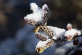 Cholla cactus holds fresh snow Royalty Free Stock Photo