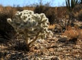 Cholla Cactus at Joshua Tree National Park Royalty Free Stock Photo