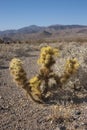 Cholla cactus in Joshua Tree National Park, Pinto Basin The yel