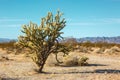 Cholla cactus in Mojave Desert , California, United States Royalty Free Stock Photo