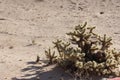 Cholla Cactus near El Golfo de Santa Clara, Sonora, Mexico