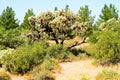 Cholla cactus, Sonora Desert, Mid Spring Royalty Free Stock Photo