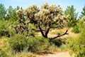 Cholla cactus, Sonora Desert, Mid Spring Royalty Free Stock Photo