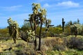 Cholla cactus, Sonora Desert, Mid Spring Royalty Free Stock Photo