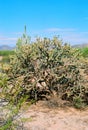 Cholla cactus, Sonora Desert, Mid Spring Royalty Free Stock Photo