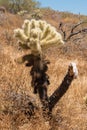 Cholla cactus in the Sonoran Desert Royalty Free Stock Photo