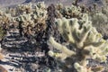 Joshua tree national park california teddy bear cholla cacti