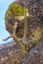 Cholla cactus in stone Royalty Free Stock Photo
