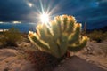 cholla cactus with a sun halo creating a mystical ambiance