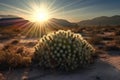 cholla cactus with a sun halo creating a mystical ambiance