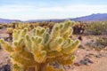 Cholla Cactus at sunset, Joshua Tree National Park, California