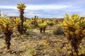 Cholla cactuses, or Jumping Cholla, in the Cholla Cactus Garden area, Joshua Tree National Park. American desert landscape. Royalty Free Stock Photo