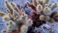 Cholla Jumping Cactus Borrego Desert