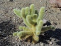 Cholla Jumping Cactus, Cylindropuntia fulgida, the jumping cholla, also known as the hanging chain cholla, is a cholla cactus nati Royalty Free Stock Photo