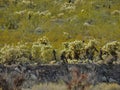 Cholla Jumping Cactus, Cylindropuntia fulgida, the jumping cholla, also known as the hanging chain cholla, is a cholla cactus nati Royalty Free Stock Photo