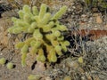 Cholla Jumping Cactus, Cylindropuntia fulgida, the jumping cholla, also known as the hanging chain cholla, is a cholla cactus nati Royalty Free Stock Photo