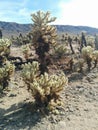 Cholla jumping cactus garden in Joshua Tree National Park Royalty Free Stock Photo