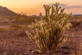 Cholla at sunset