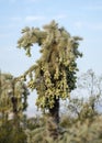 Southwest desert Cholla cactus tree, Tucson Arizona USA Royalty Free Stock Photo