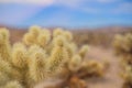 Chollas Cactus Joshua Tree National Park, California